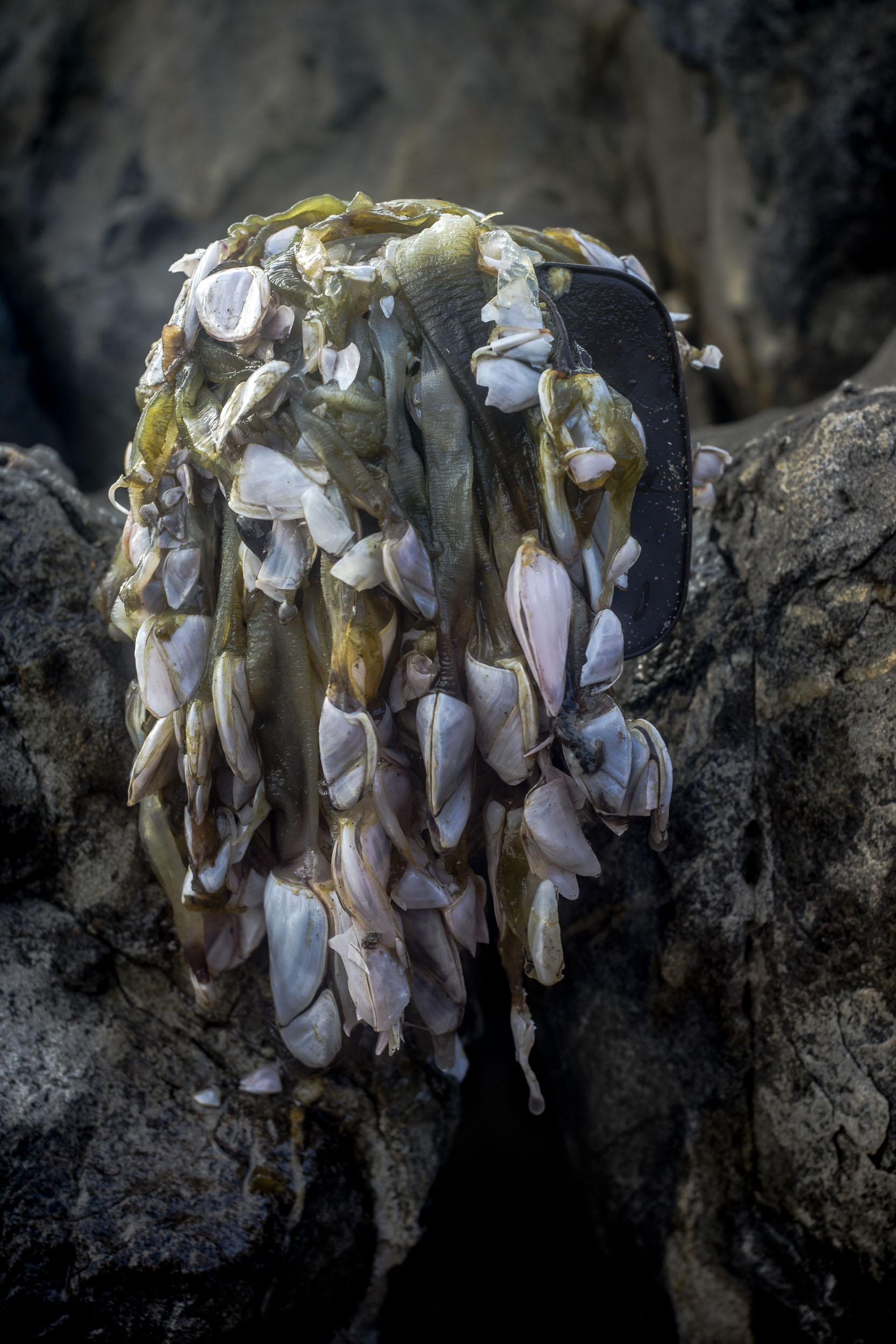 still life with shells 